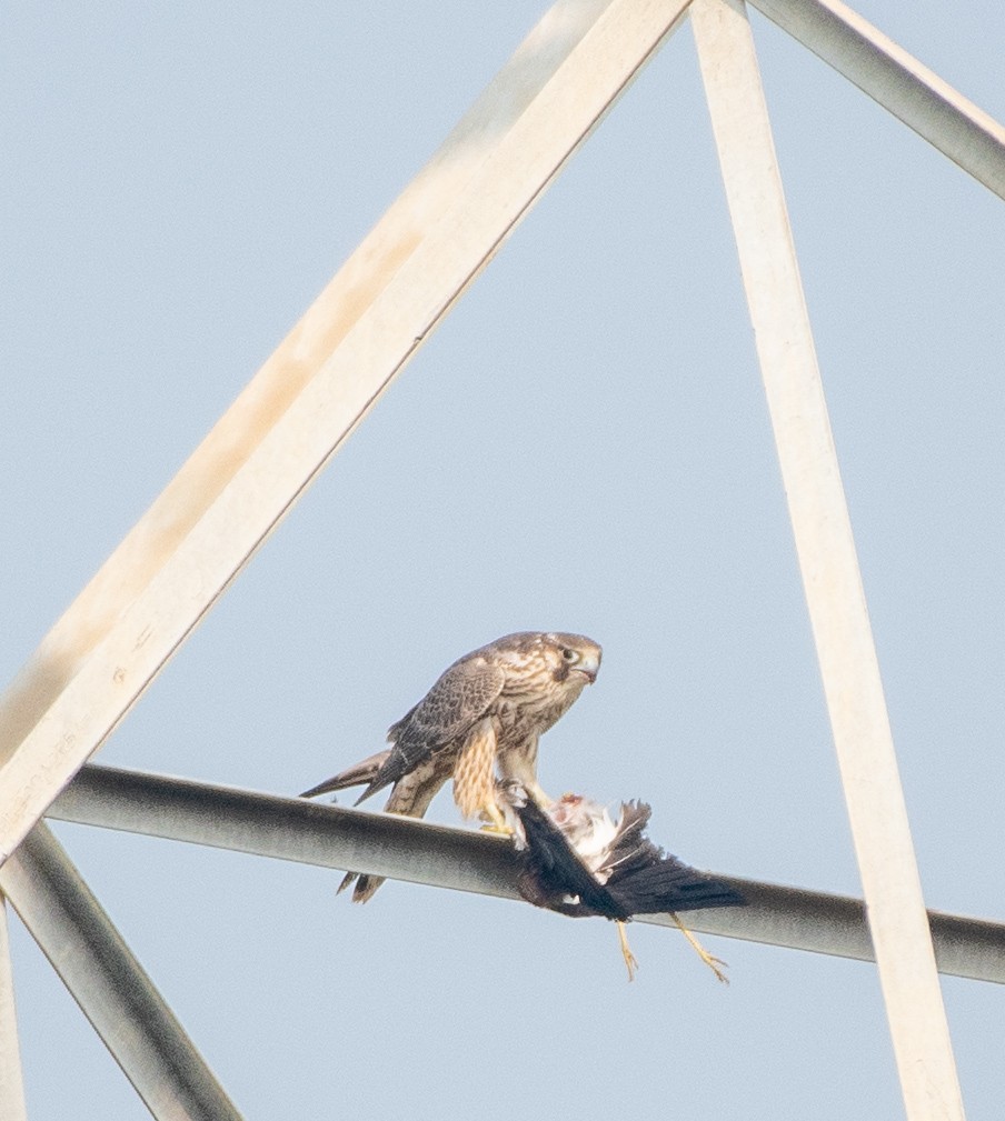 Сапсан - ML646728578