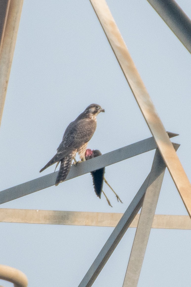 Сапсан - ML646728579