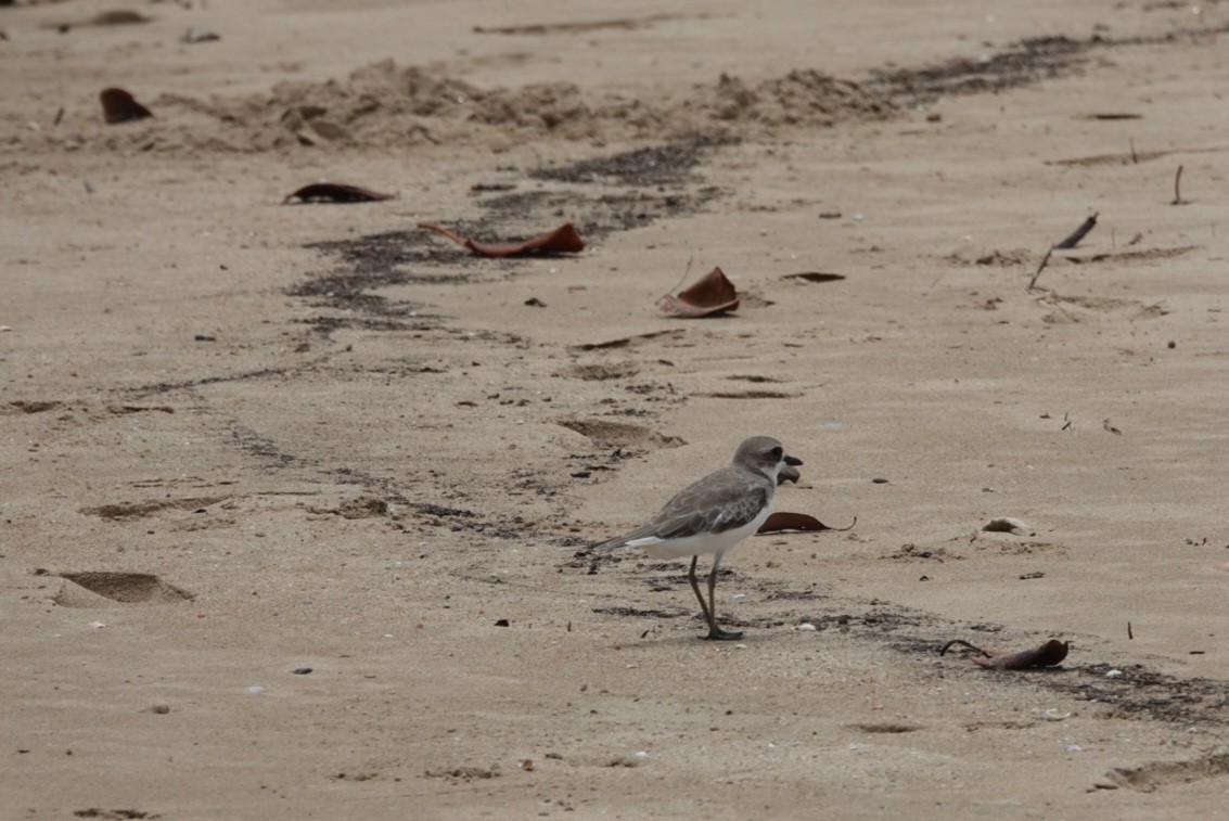 Siberian Sand-Plover - ML646728580