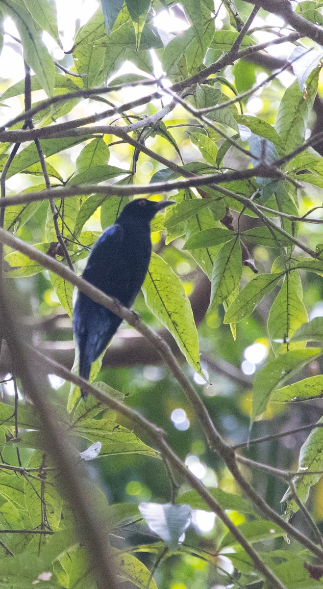 Asian Fairy-bluebird - ML646728582