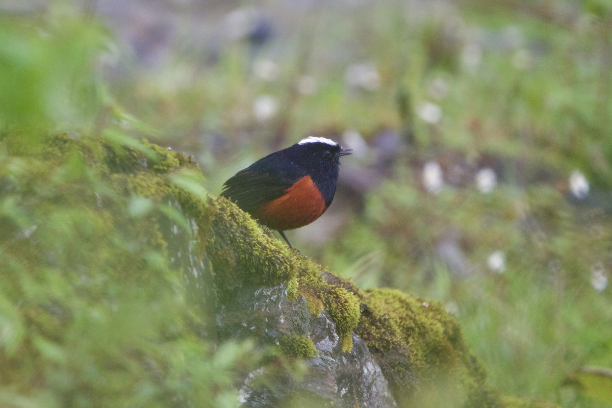 シロボウシカワビタキ - ML646728583