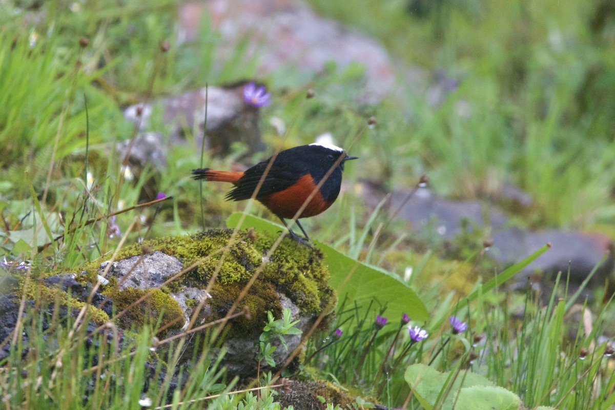 シロボウシカワビタキ - ML646728584