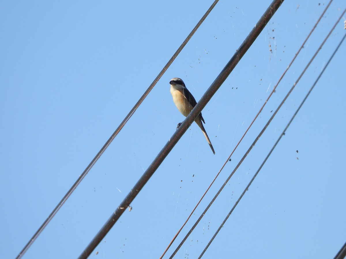 brunvarsler - ML646728586