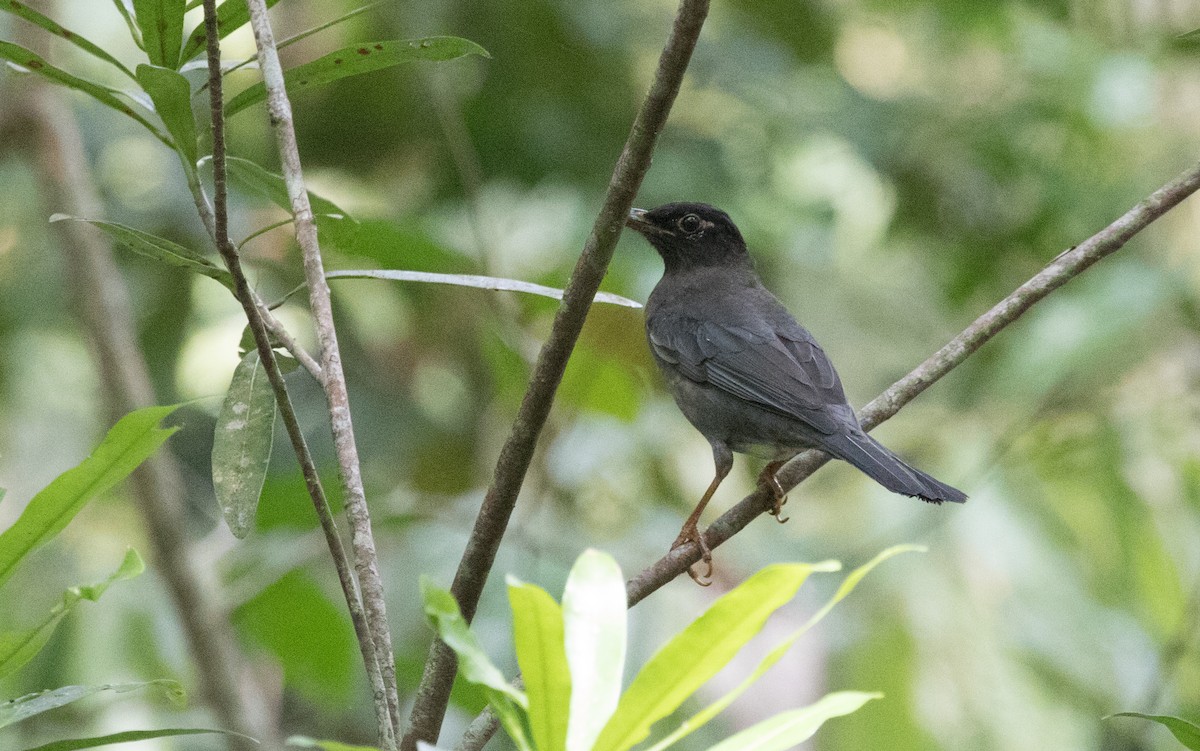 Indian Blackbird - ML646728587