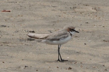 Red-capped Plover - ML646728588