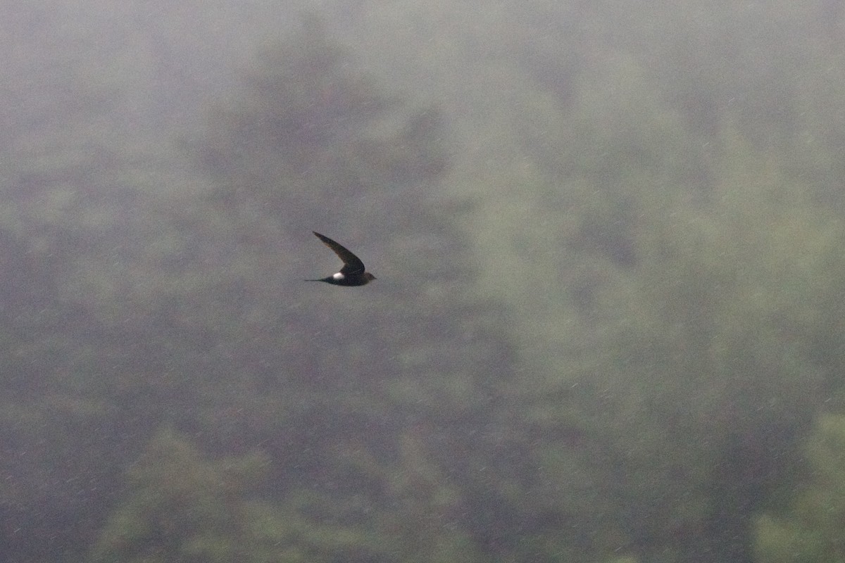 サリムアリアマツバメ - ML646728589