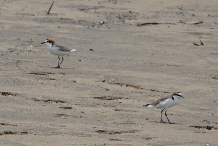 Red-capped Plover - ML646728590