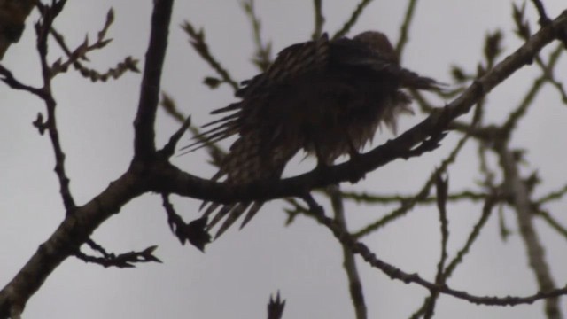 Sharp-shinned Hawk - ML646728598