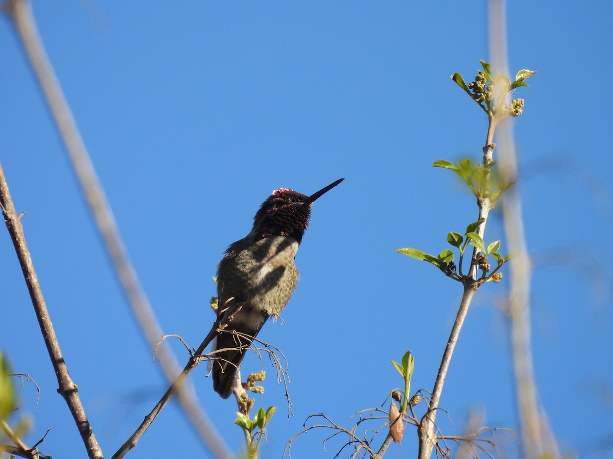 Anna's Hummingbird - ML646728599