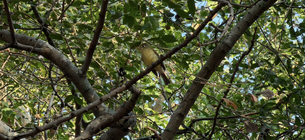 Western Flycatcher - ML646728603