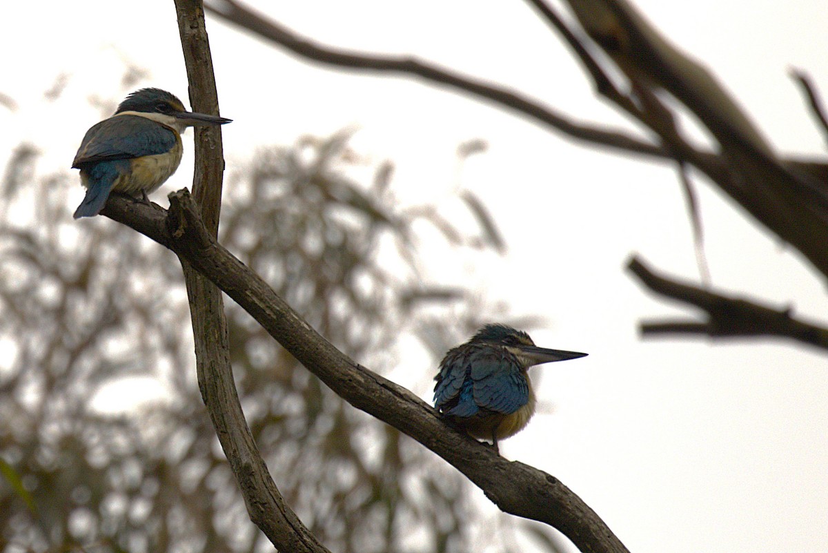 maskaraisfugl - ML646728606