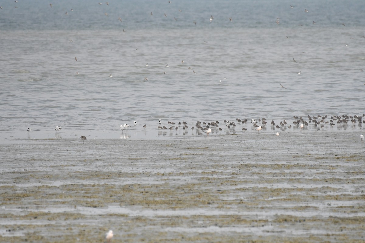 Crab-Plover - ML646728607