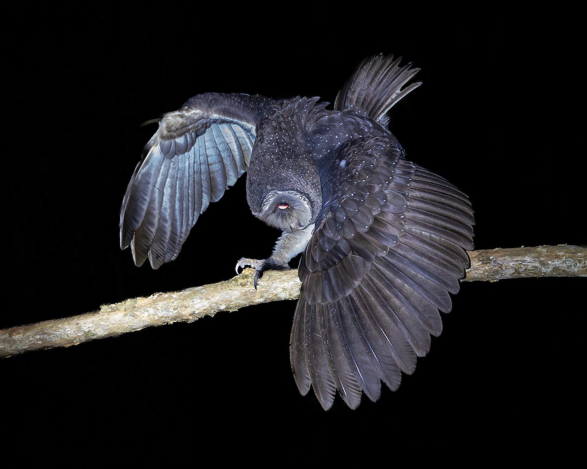 Sooty Owl - ML646728608