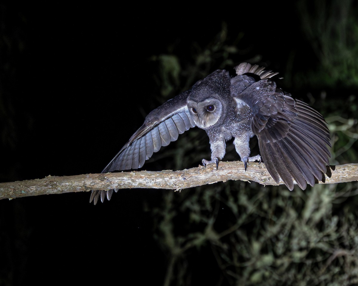 Sooty Owl - ML646728609