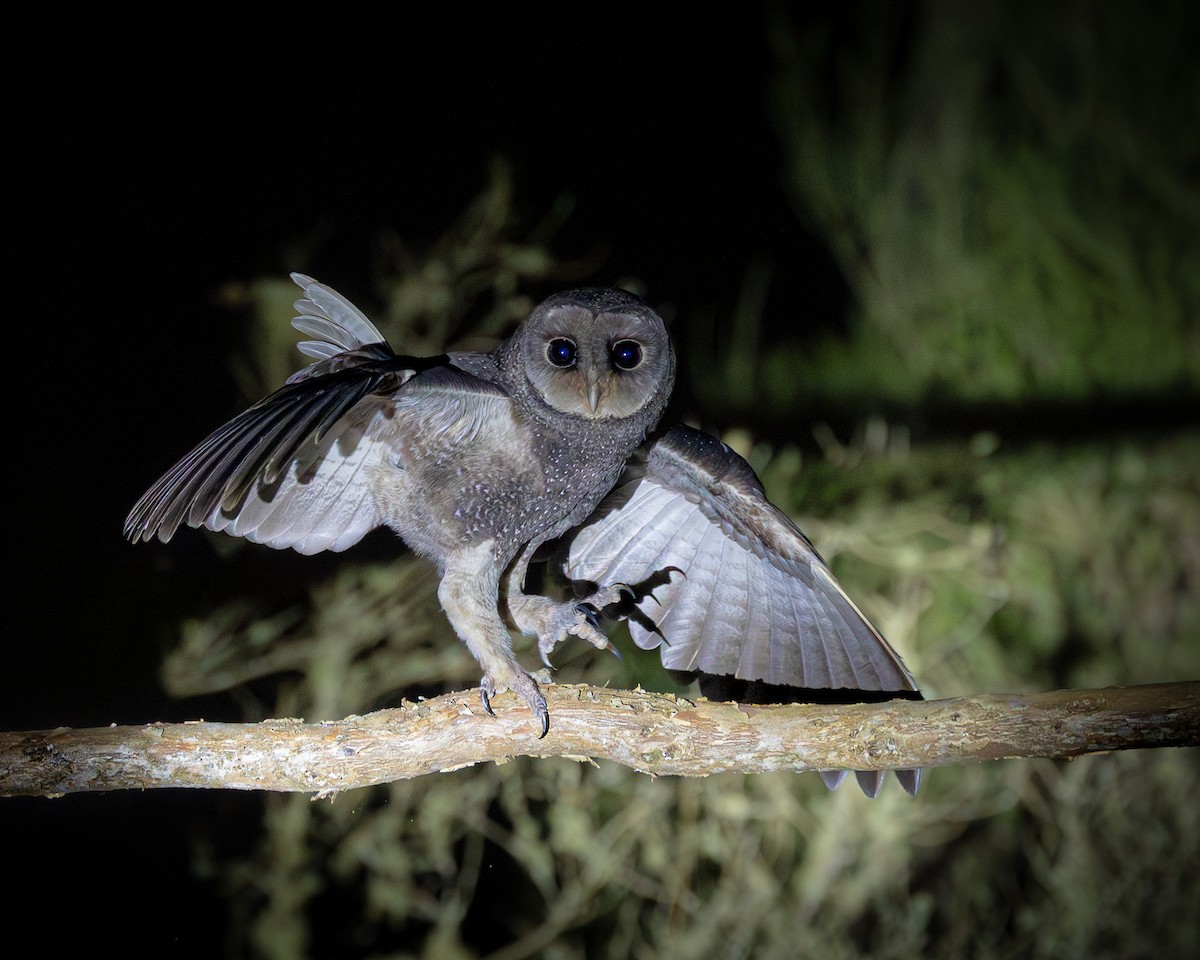 Sooty Owl - ML646728610