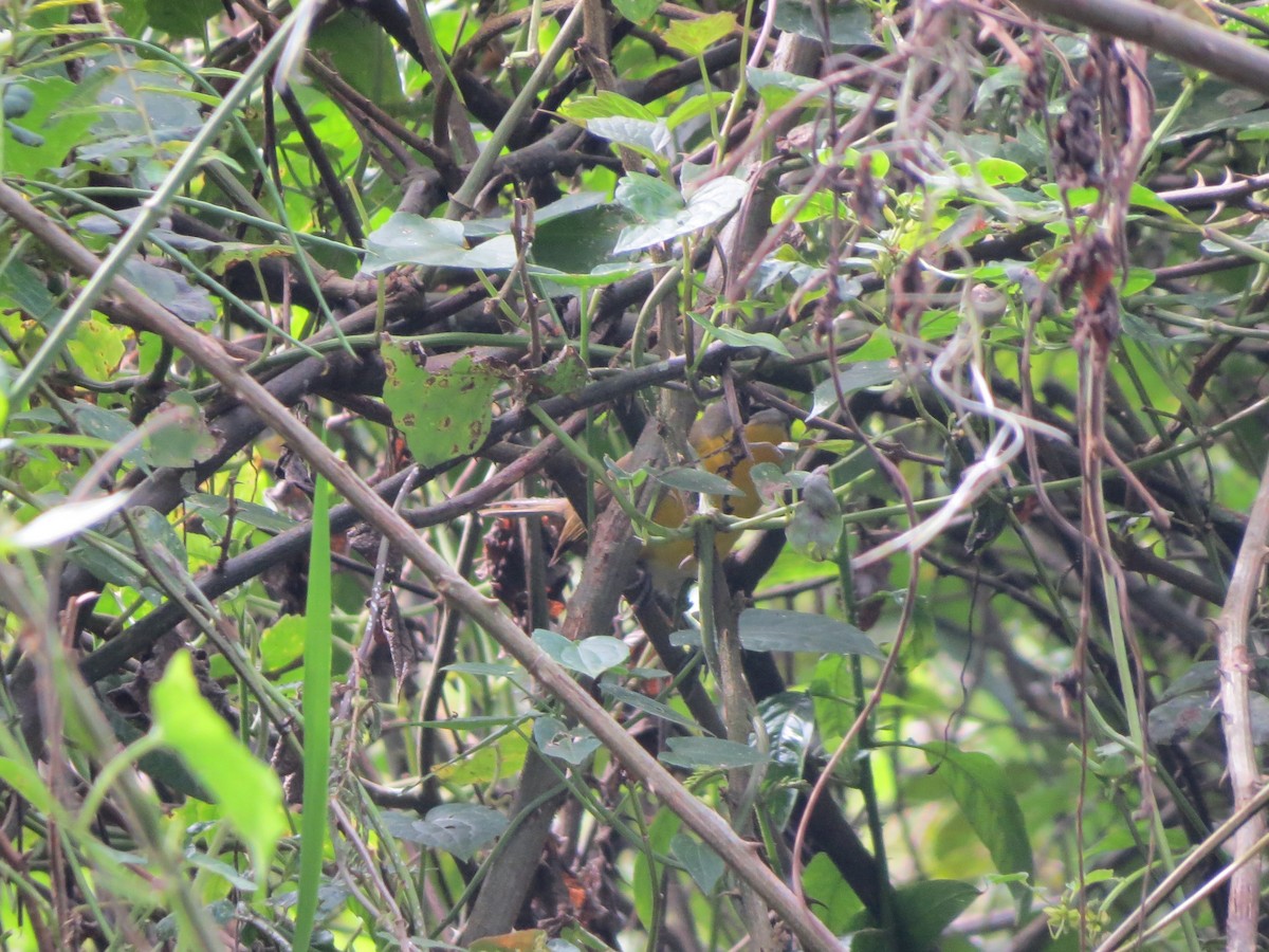 Ictérie polyglotte - ML646728614