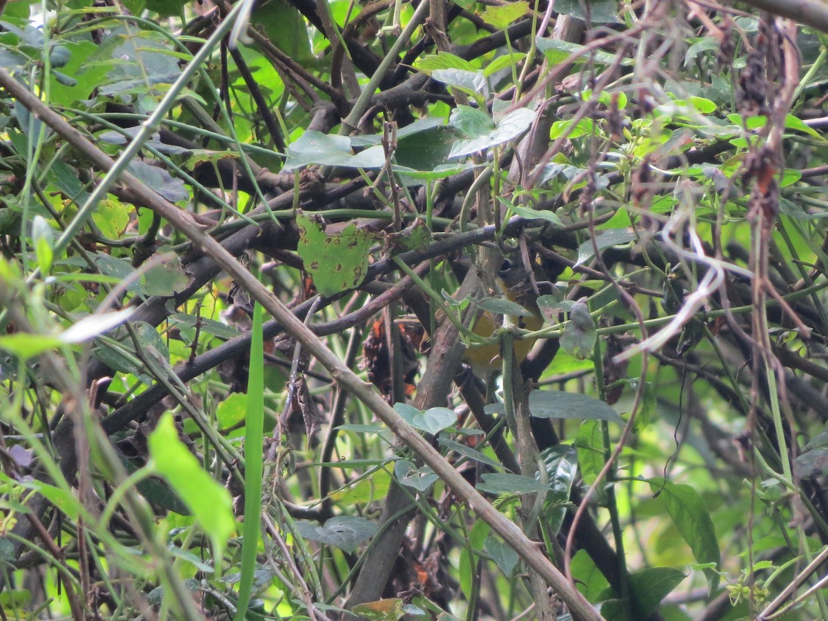 Ictérie polyglotte - ML646728615