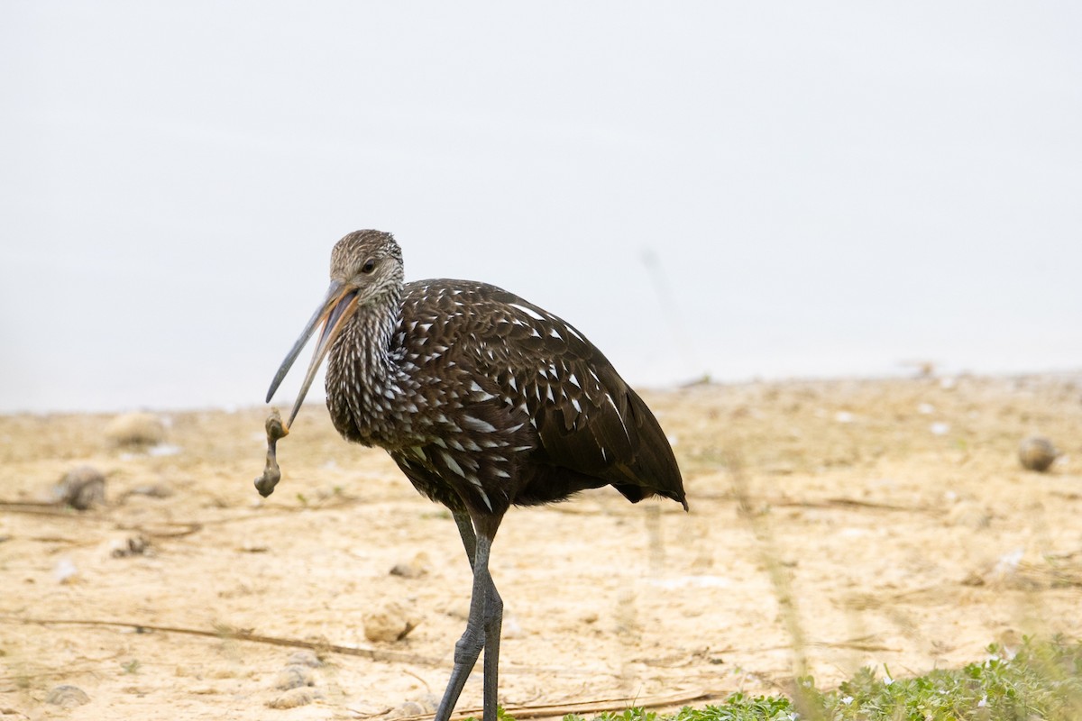 Limpkin - ML646728621