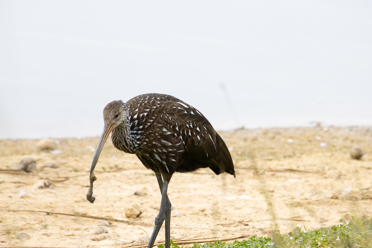 Limpkin - ML646728622
