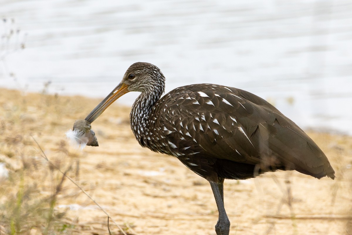 Limpkin - ML646728623