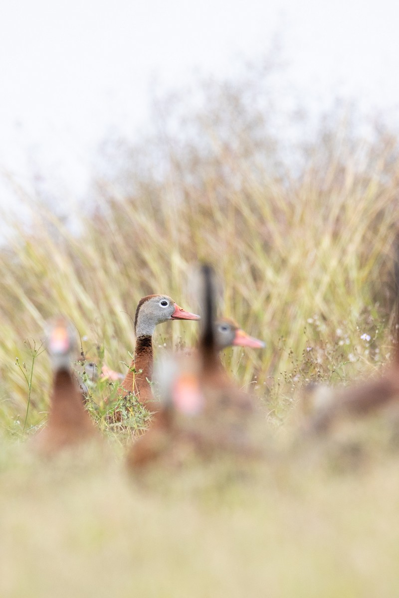Black-bellied Whistling-Duck - ML646728624