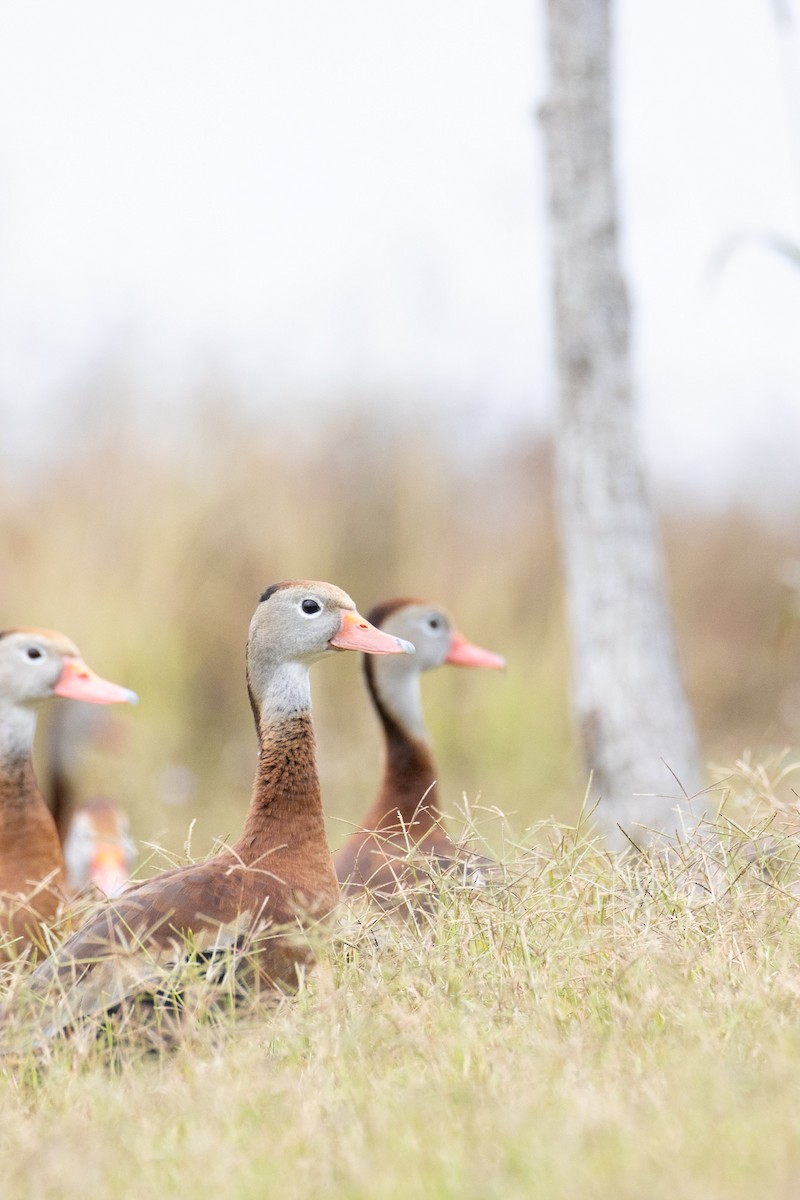 Black-bellied Whistling-Duck - ML646728625