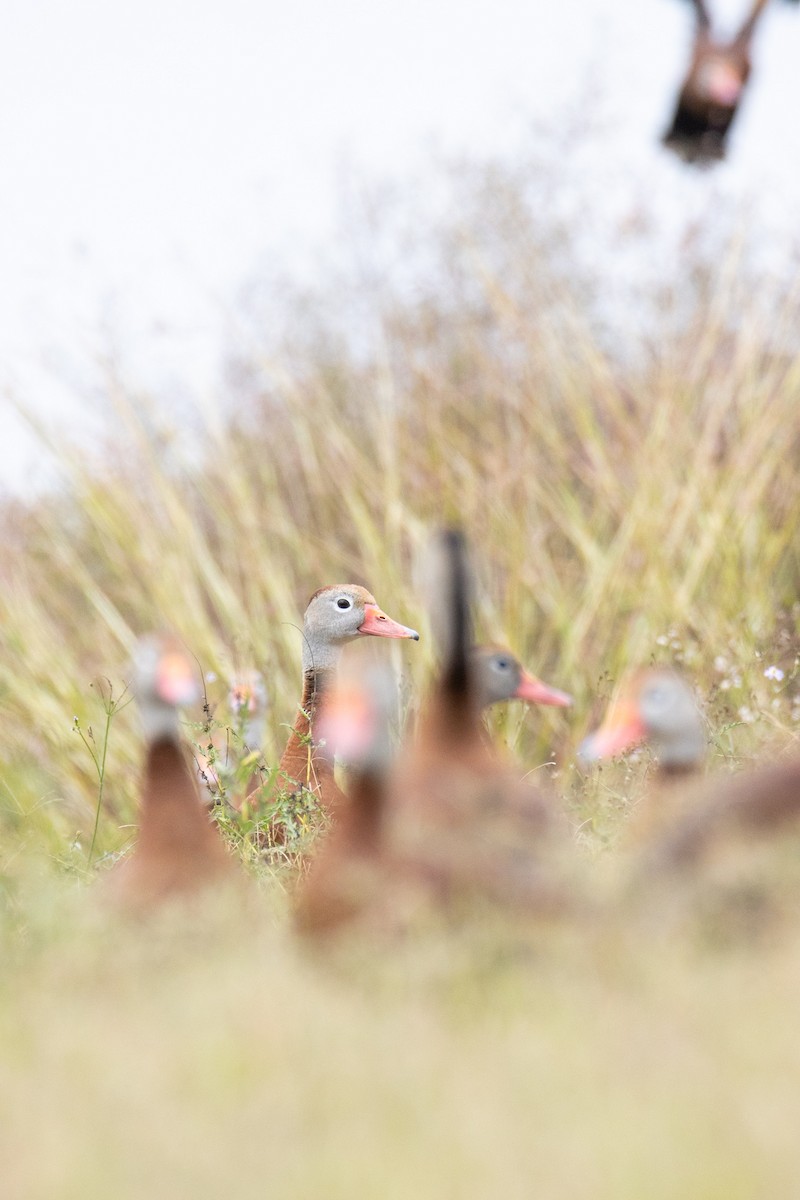Black-bellied Whistling-Duck - ML646728626