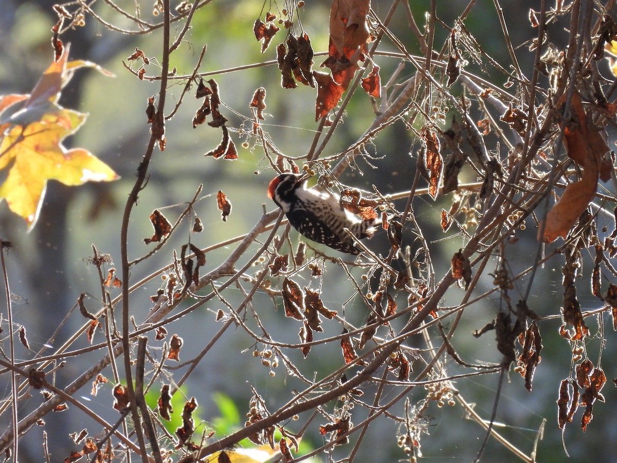 Nuttall's Woodpecker - ML646728628