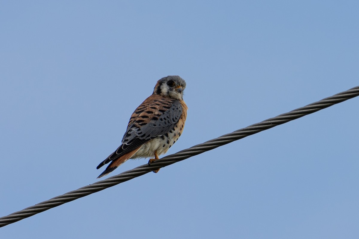American Kestrel - ML646728643
