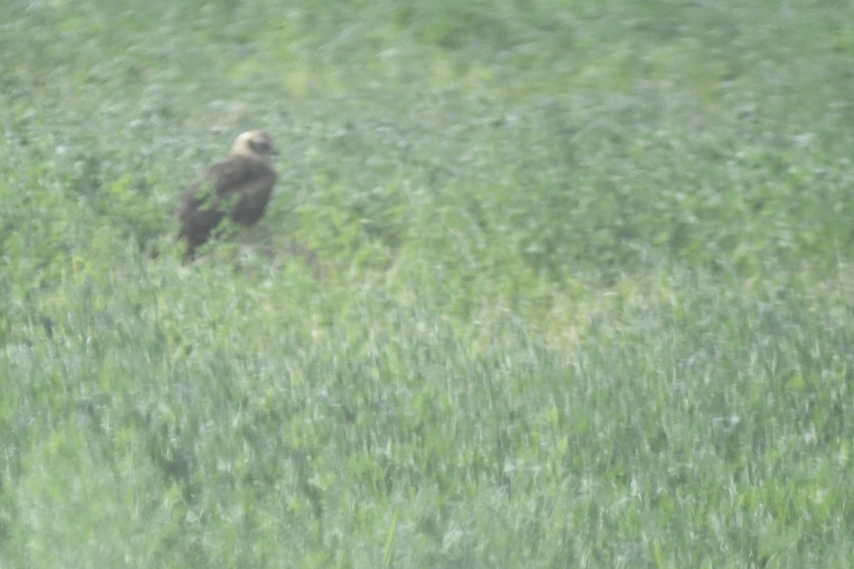 Pallid Harrier - ML646728646