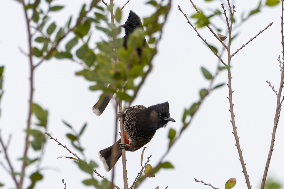 Red-vented Bulbul - ML646728648
