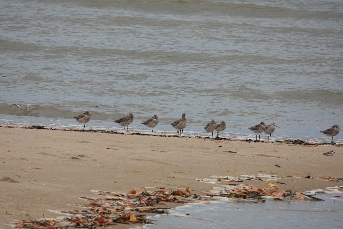 Bar-tailed Godwit - ML646728649