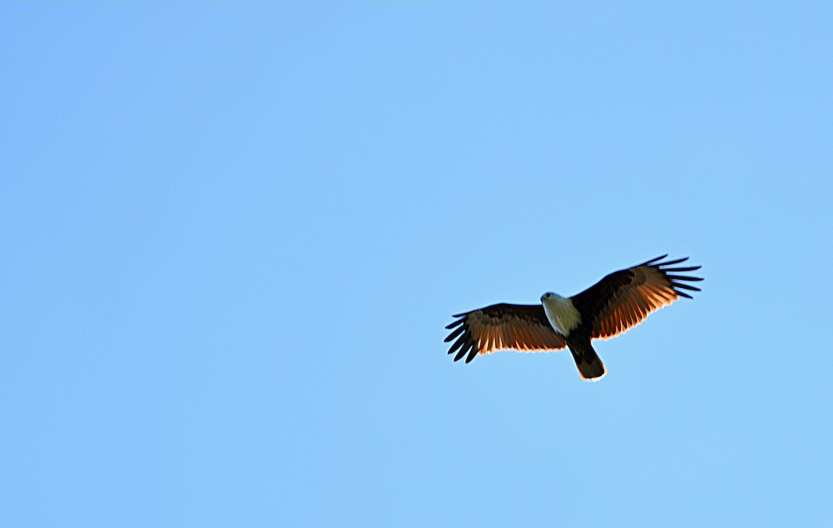 braminglente - ML646728653