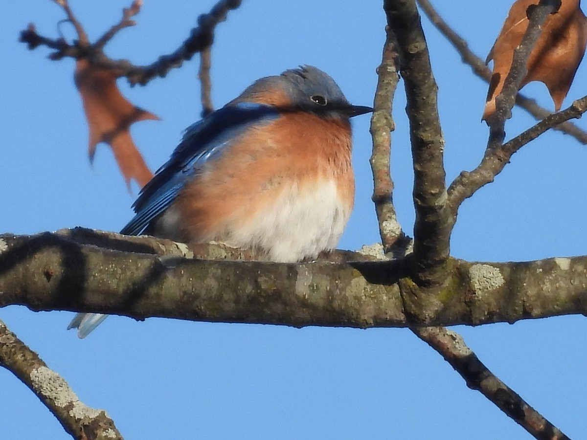 Восточная сиалия - ML646728666