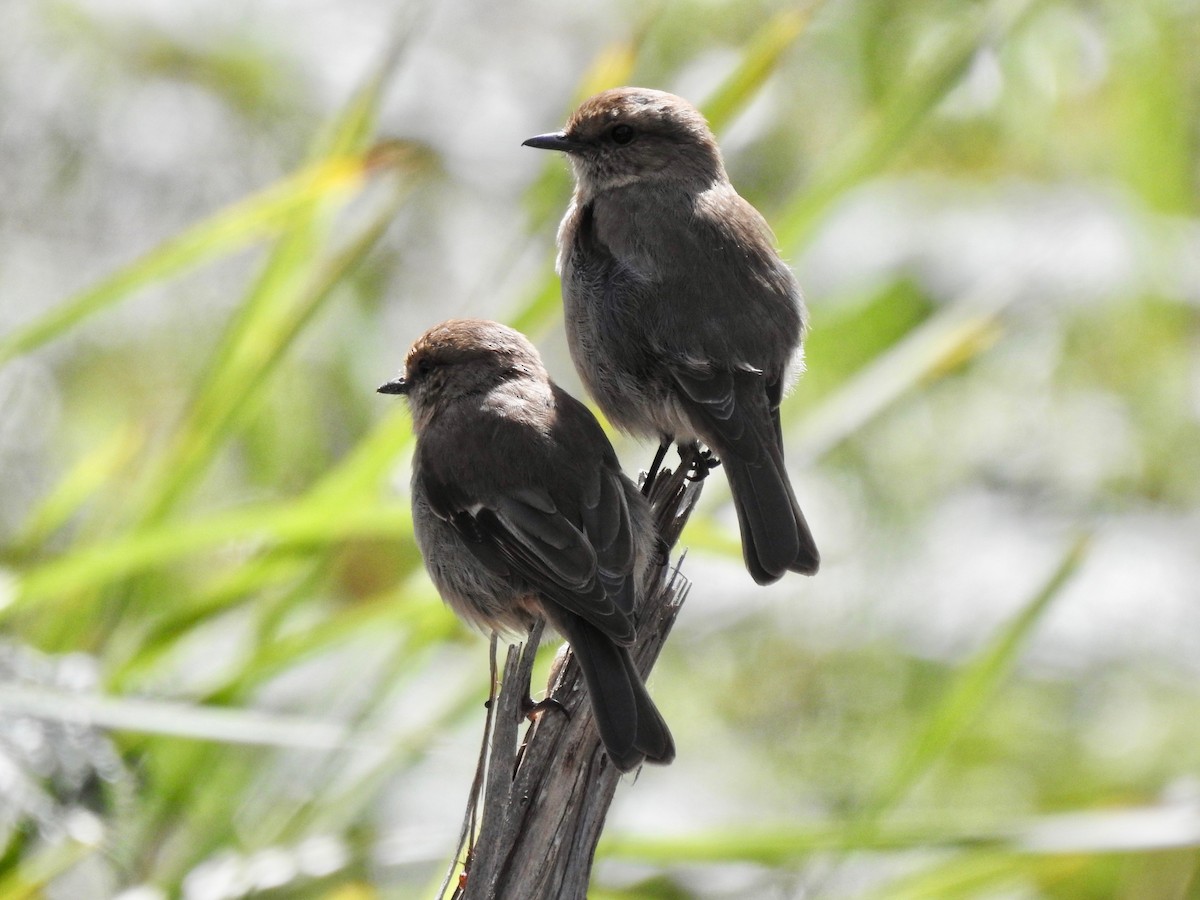 Тасманийская дриада - ML646728667