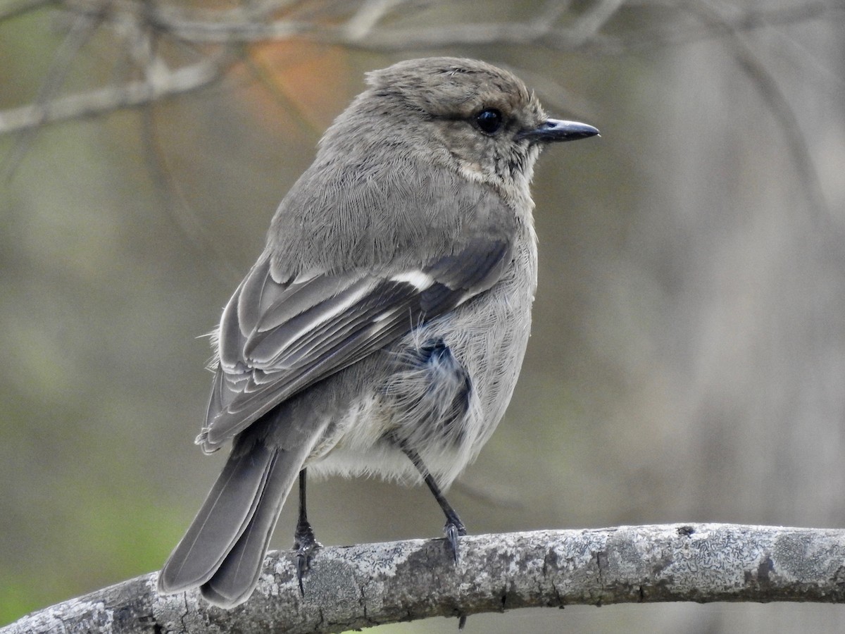 Тасманийская дриада - ML646728668