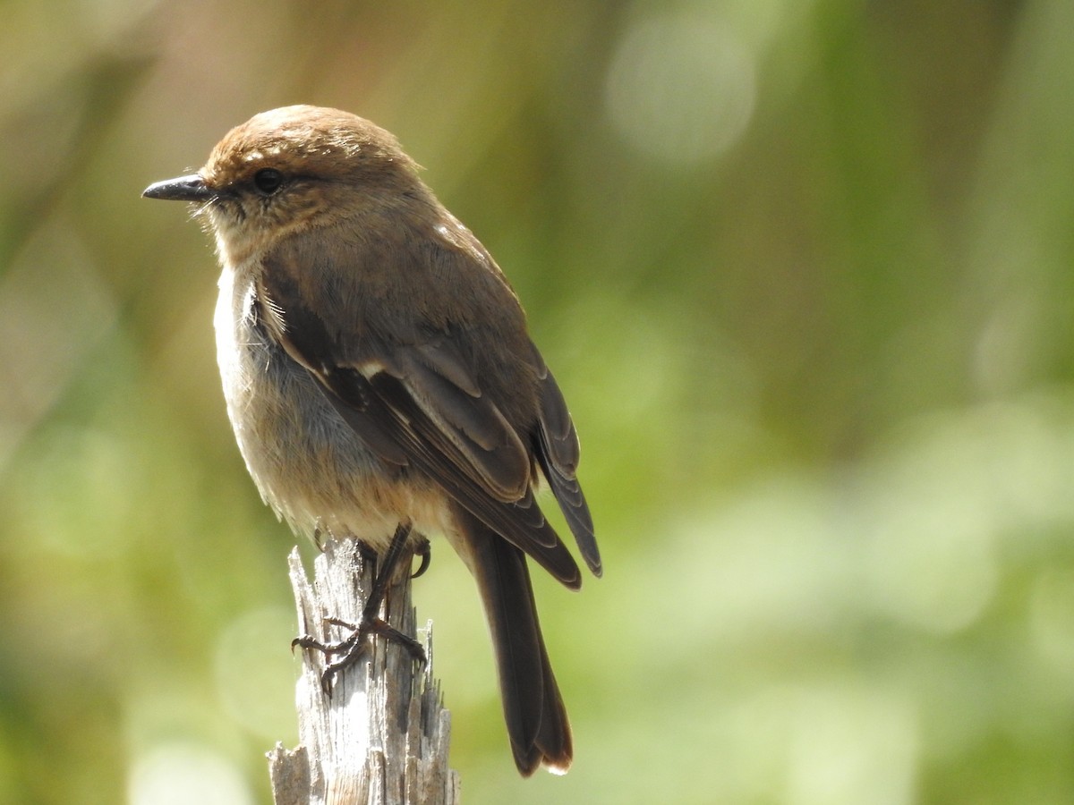 Тасманийская дриада - ML646728669