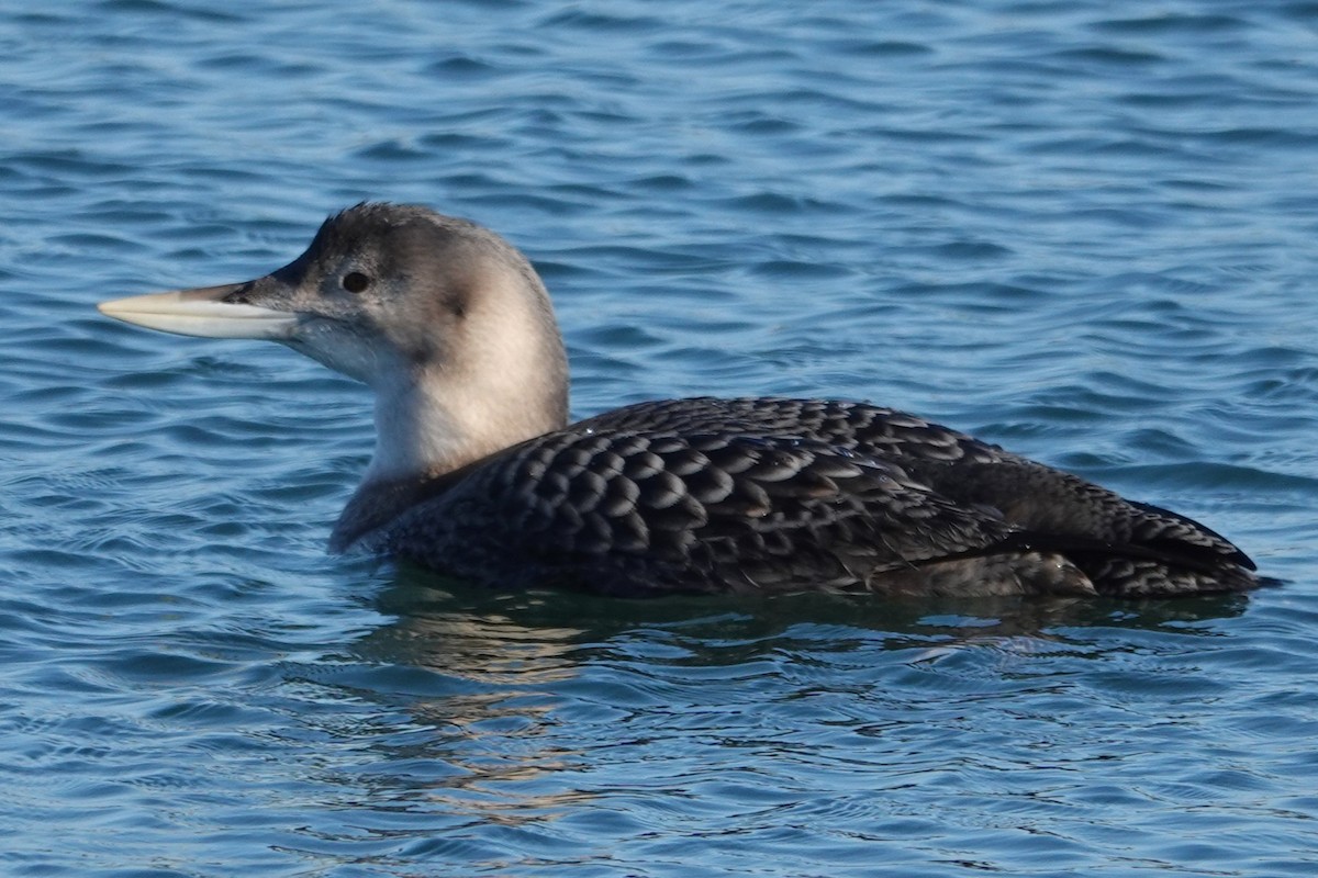 Yellow-billed Loon - ML646728675