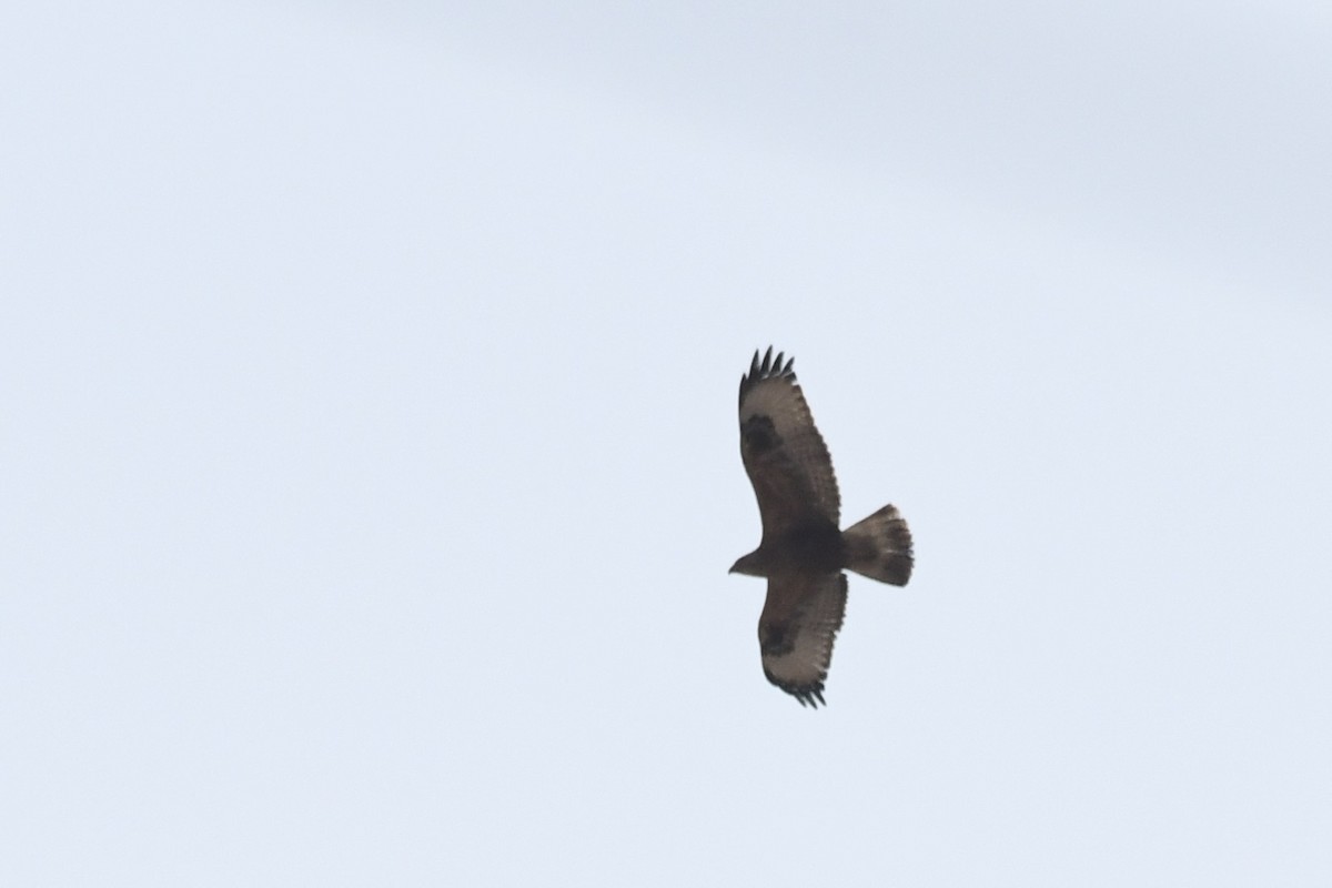 káně bělochvostá - ML646728679