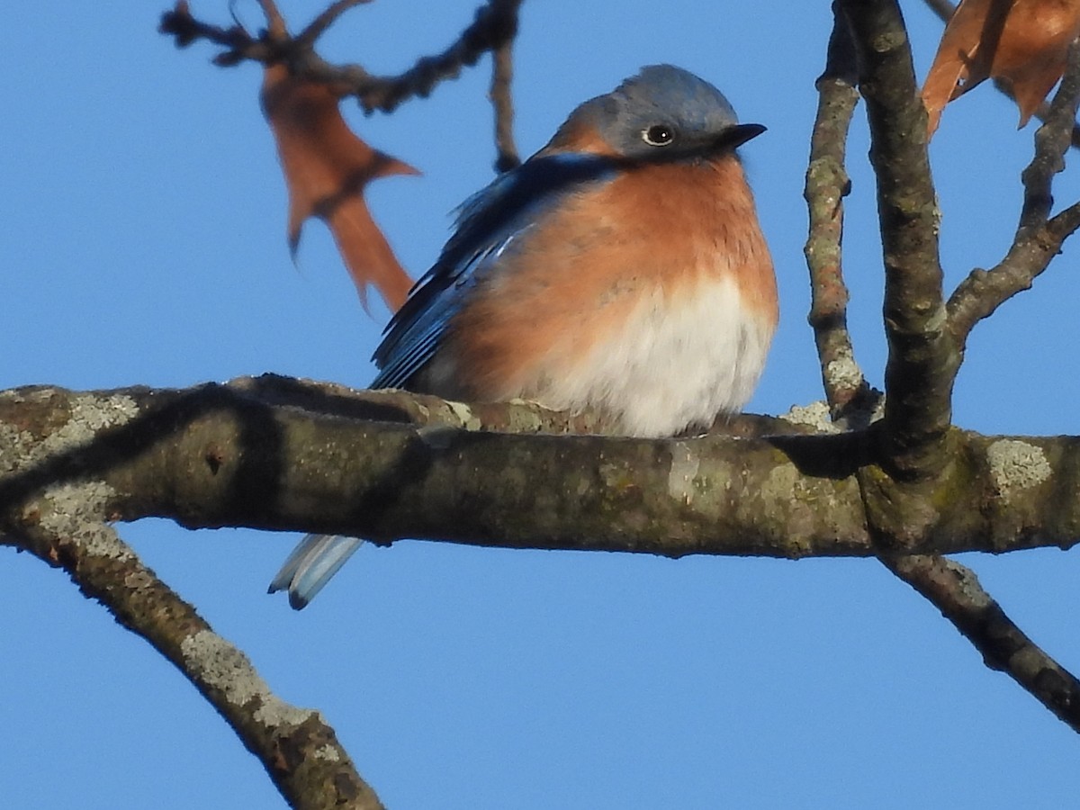 Восточная сиалия - ML646728681