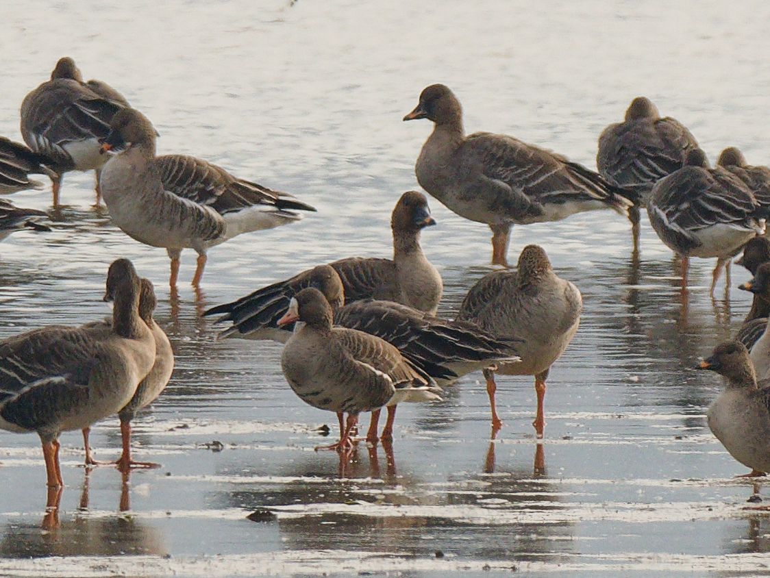 白額雁 - ML646728683