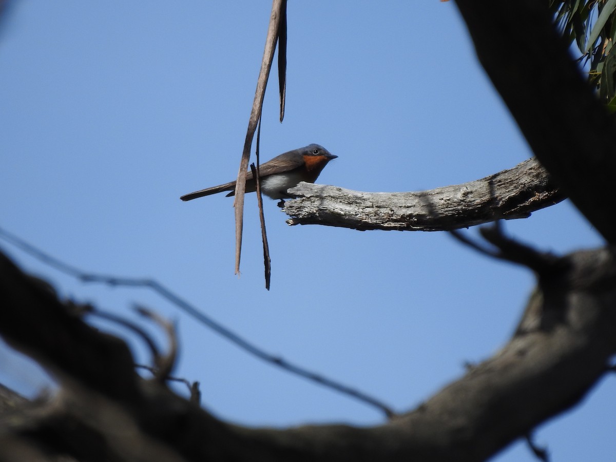 Satin Flycatcher - ML646728684