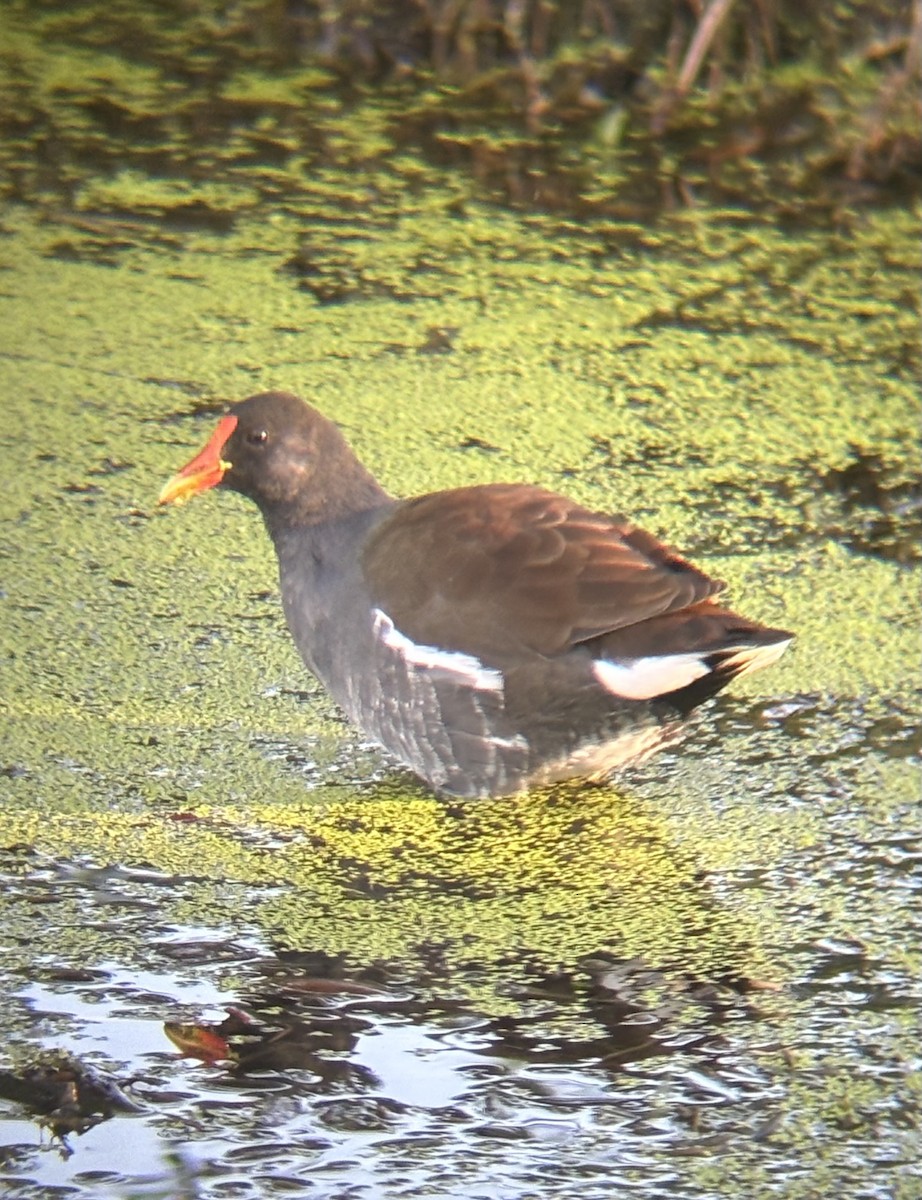 slípka americká - ML646728686