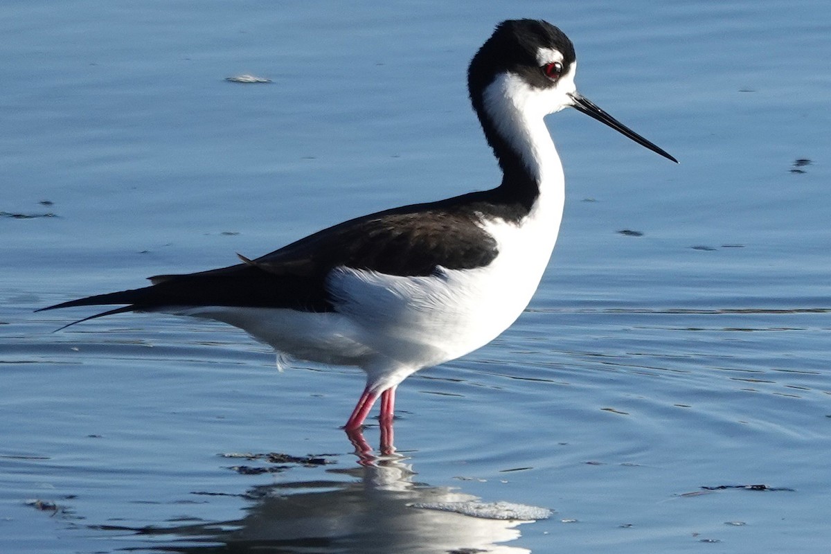 Black-necked Stilt - ML646728688