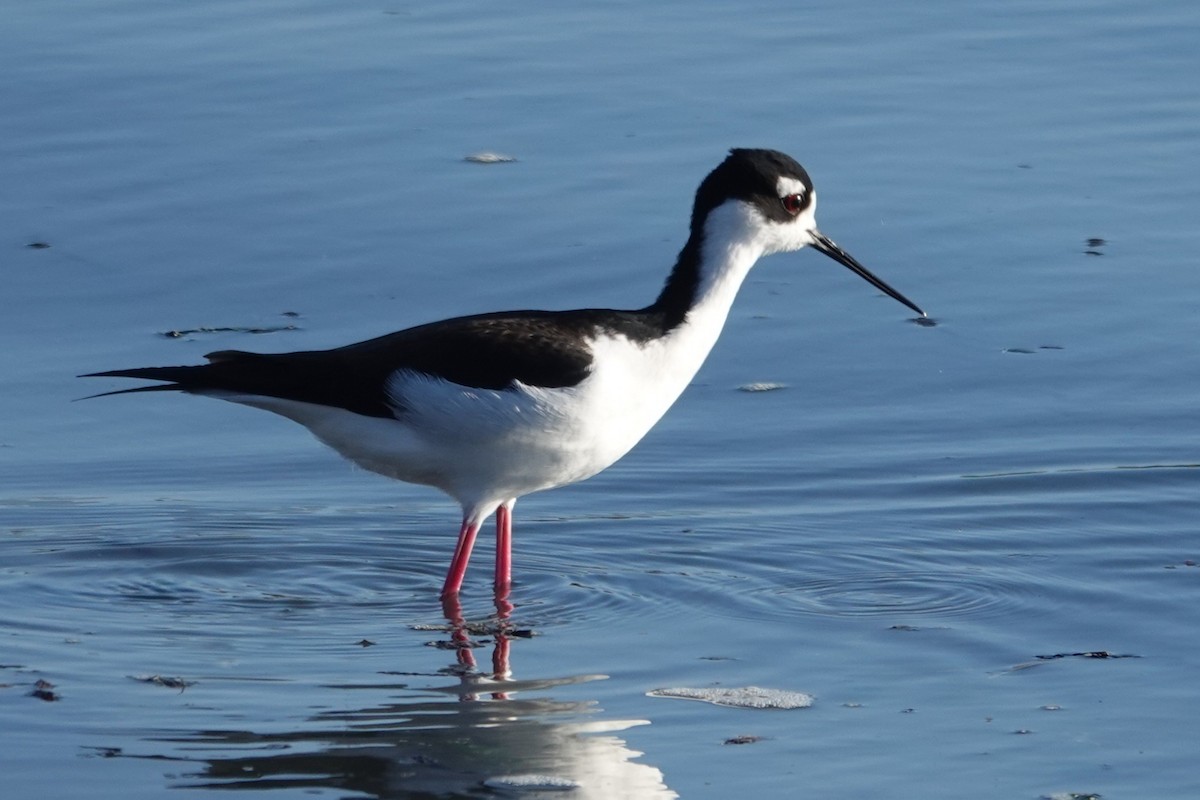 Black-necked Stilt - ML646728689