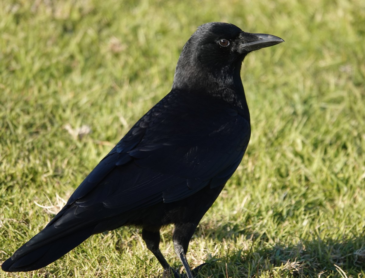 American Crow - ML646728706