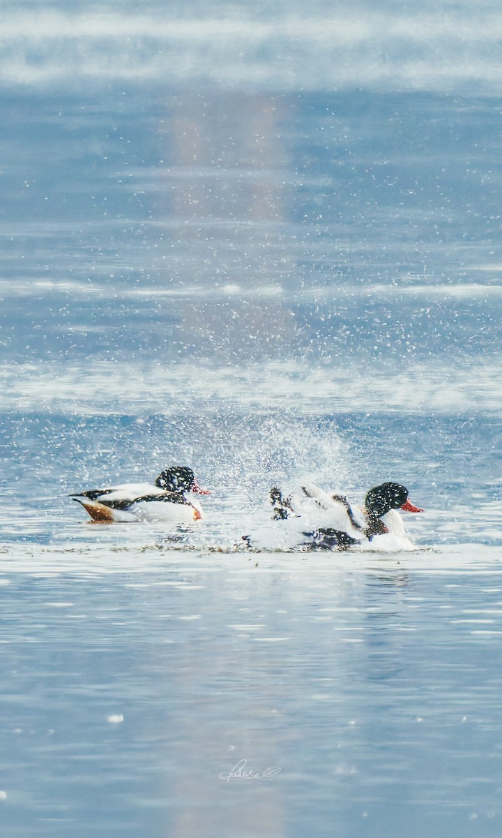 花鳧 - ML646728711