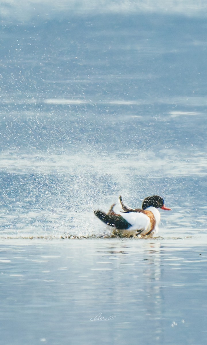 花鳧 - ML646728712