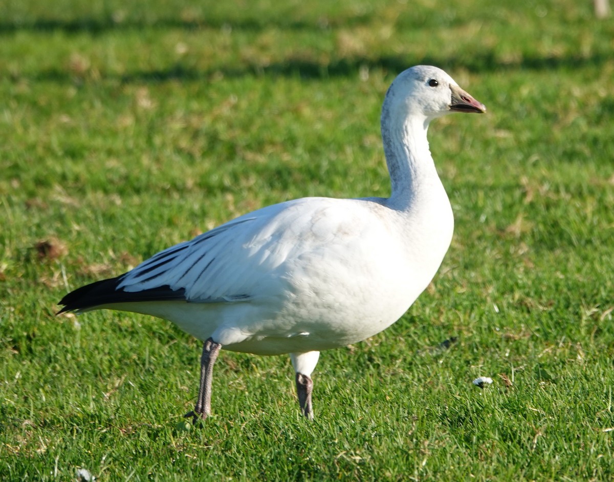 Snow Goose - ML646728713