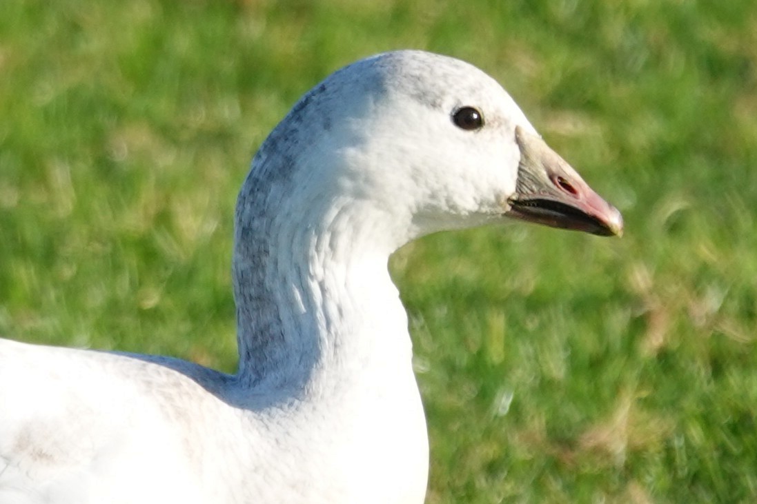 Snow Goose - ML646728716